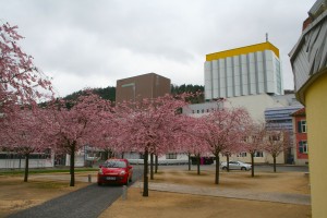 Frühling bei der Firma Sto (Zollinger 2013)